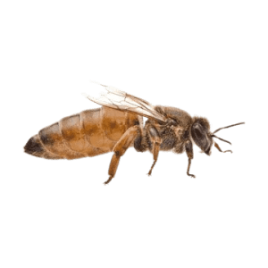 ABEJA REINA AFRICANIZADA | innatura | fusagasuga | Envíos a toda Colombia